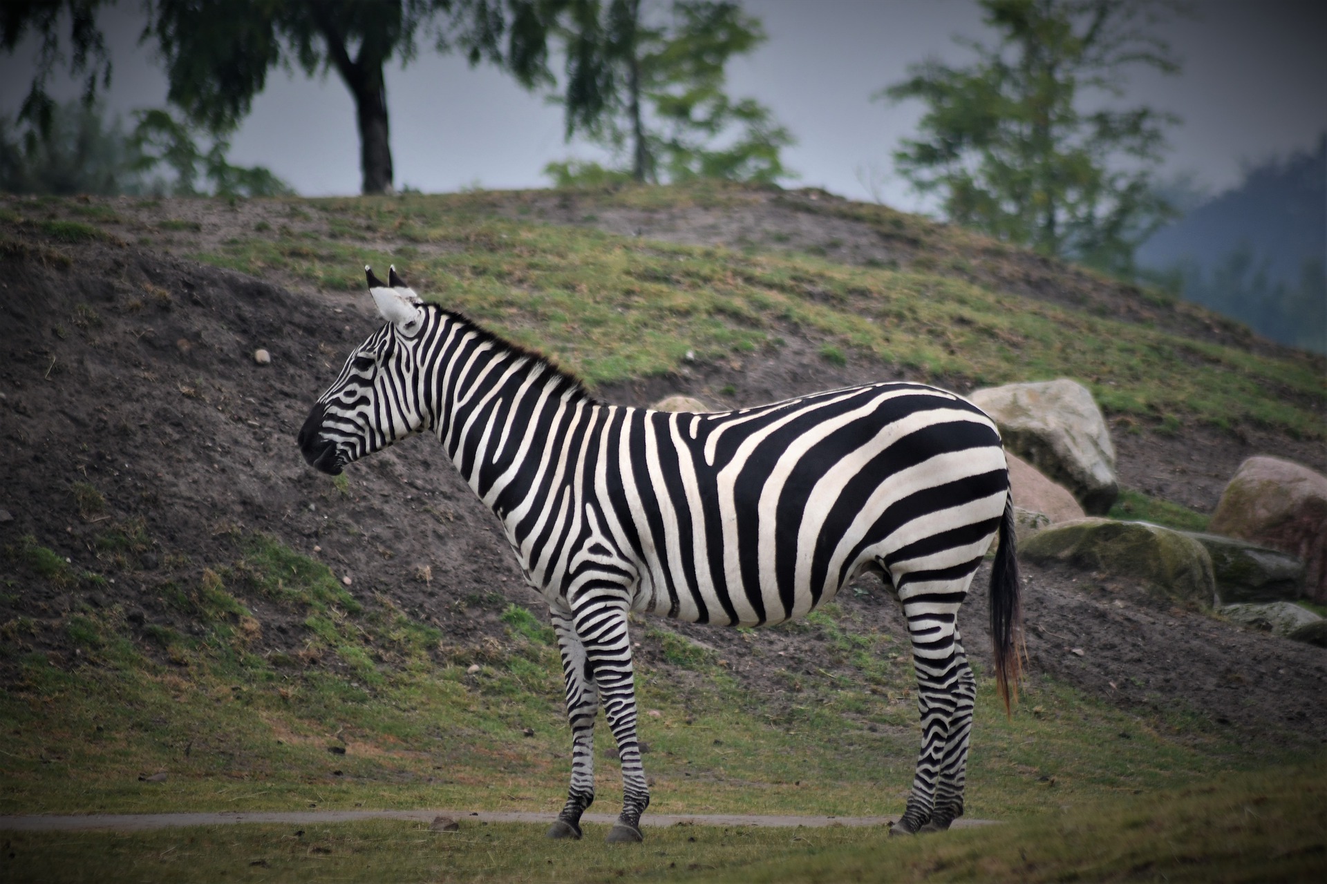 Vakantie 2021 Zebra